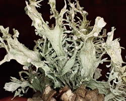 Ramalina fraxinea var. luxurians forme sur cône de conifère.
