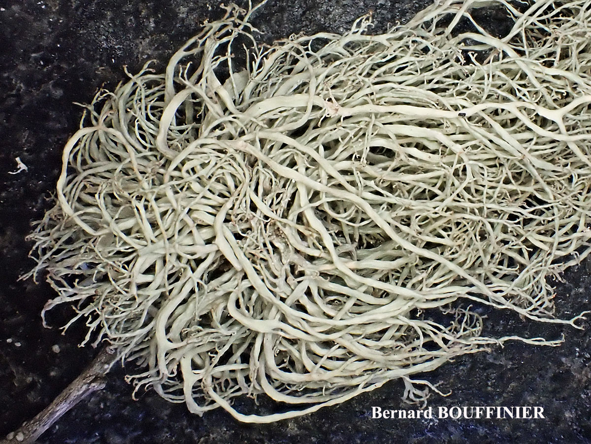 Ramalina implexa (Nyl.) Krog. forme ramicole.