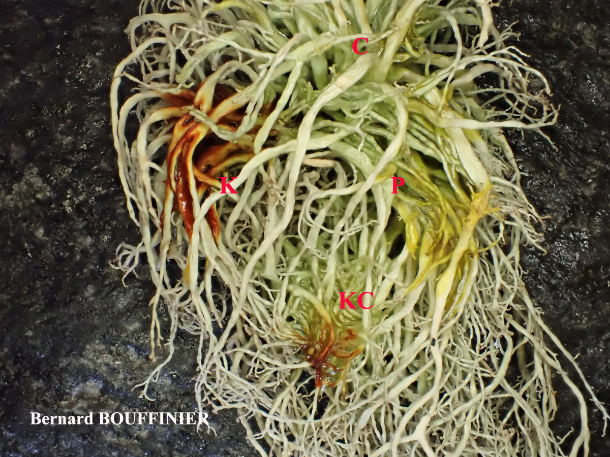 Ramalina implexa (Nyl.) Krog. forme ramicole.