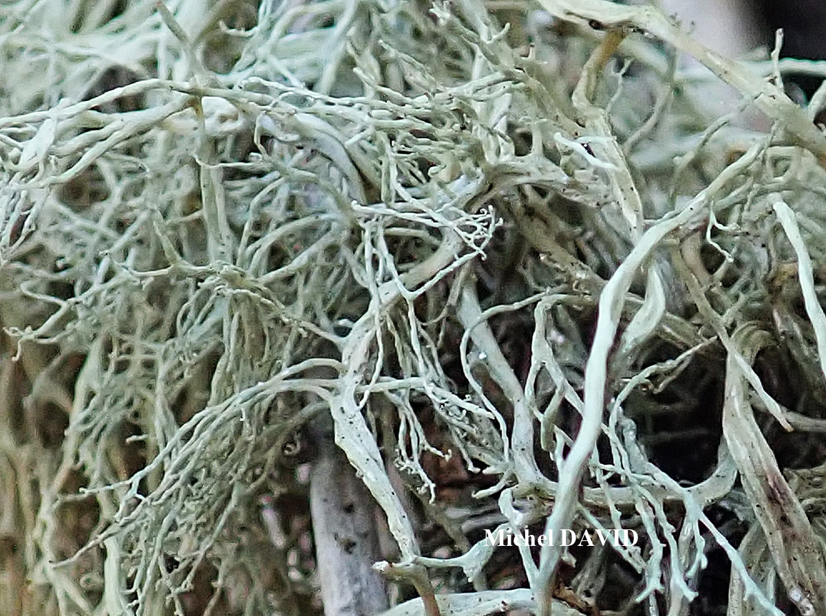 Ramalina implexa (Nyl.) Krog. forme ramicole.