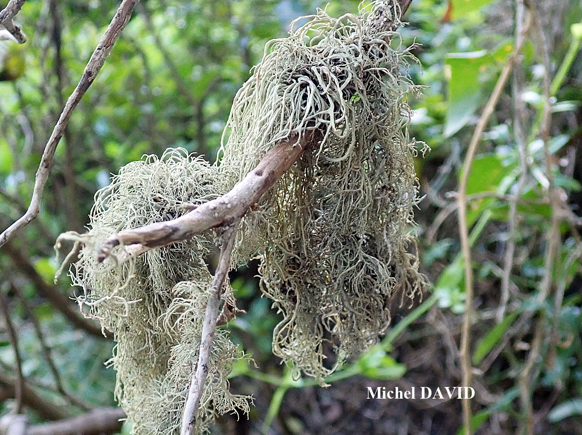 Ramalina implexa (Nyl.) Krog. forme ramicole.