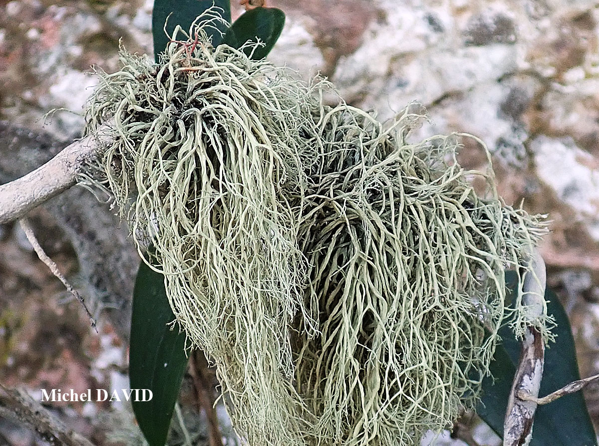 Ramalina implexa (Nyl.) Krog. forme ramicole.