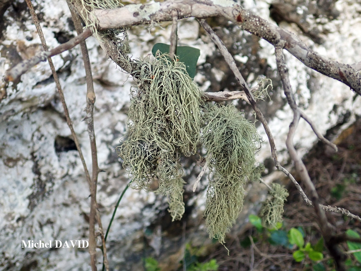 Ramalina implexa (Nyl.) Krog. forme ramicole.