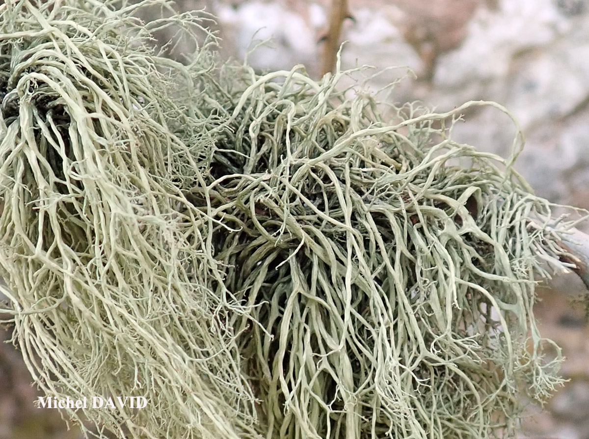 Ramalina implexa (Nyl.) Krog. forme ramicole.