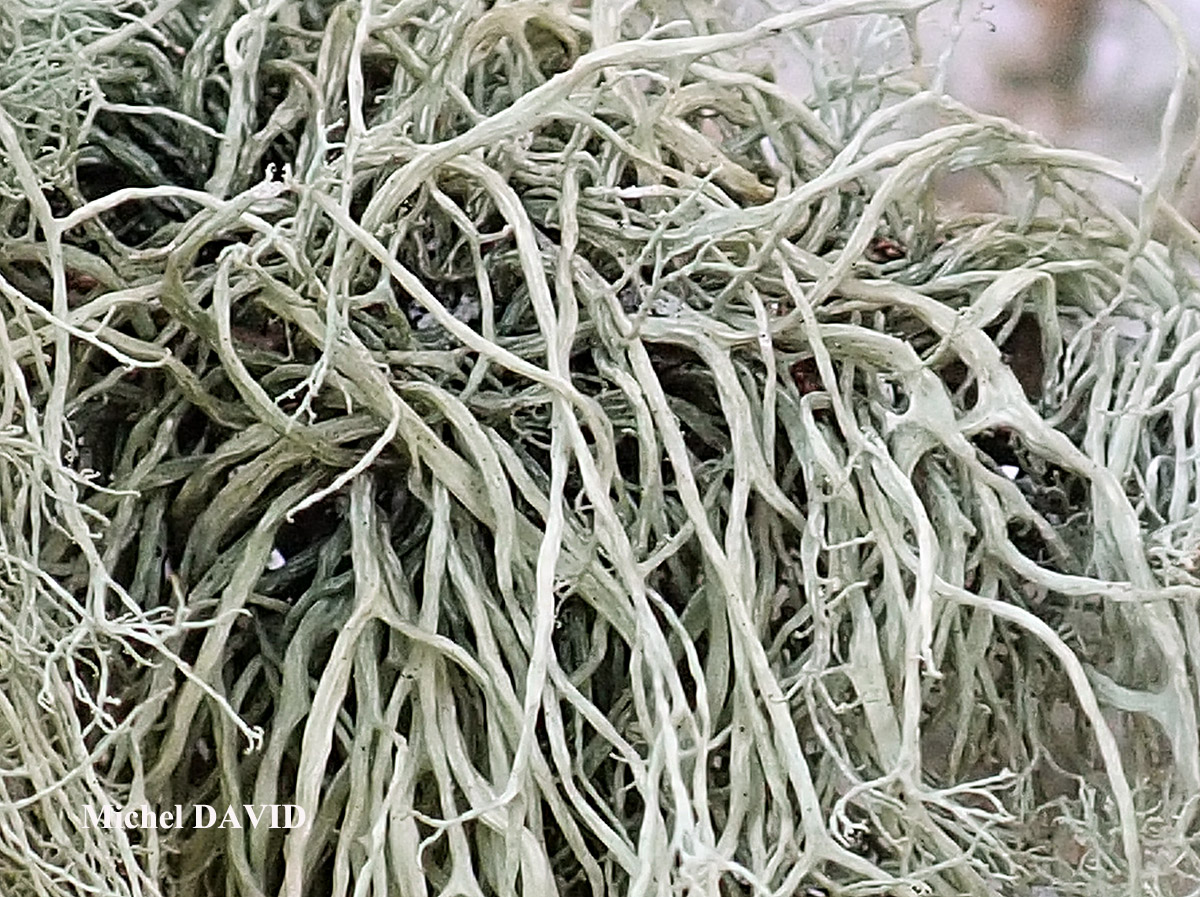 Ramalina implexa (Nyl.) Krog. forme ramicole.