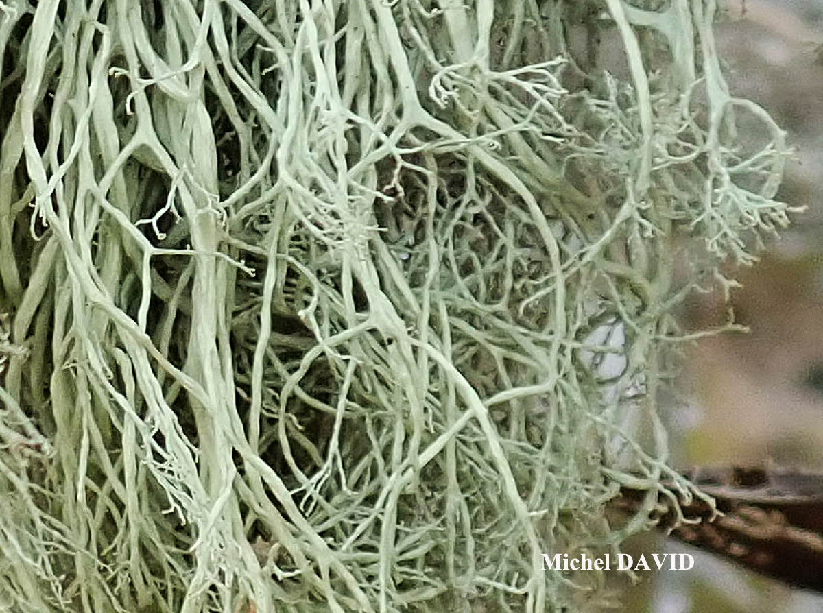 Ramalina implexa (Nyl.) Krog. forme ramicole.