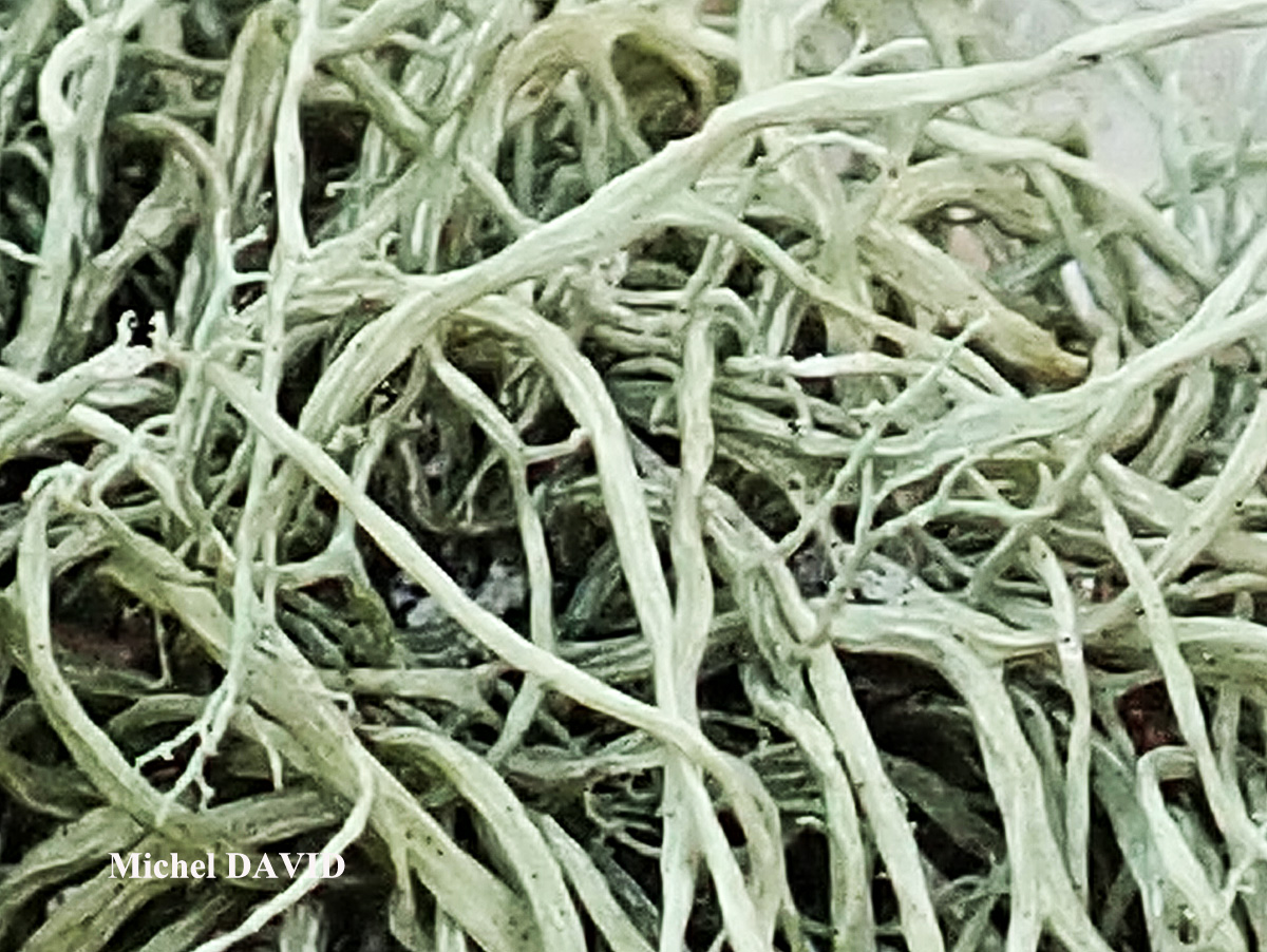 Ramalina implexa (Nyl.) Krog. forme ramicole.