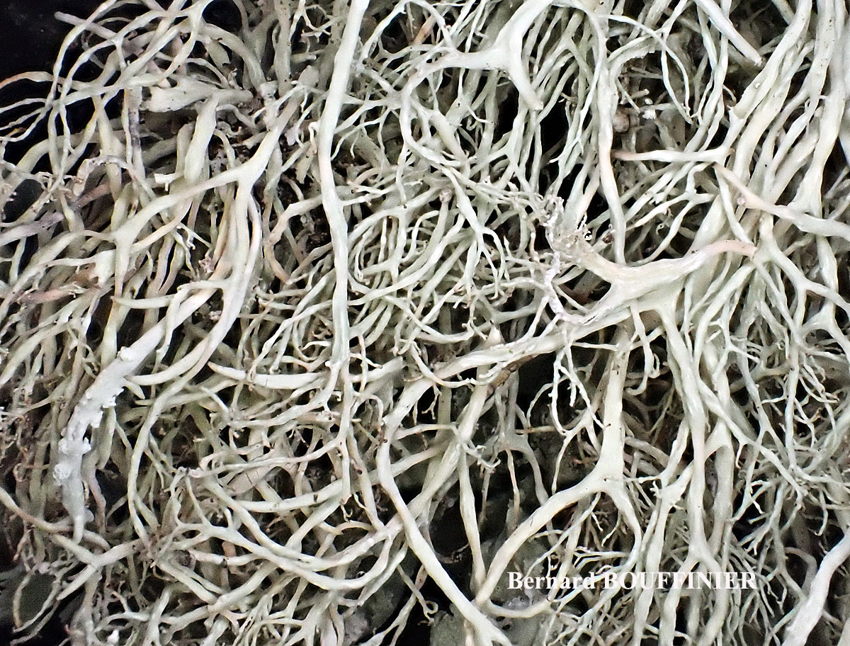 Ramalina implexa (Nyl.) Krog. forme saxicole.