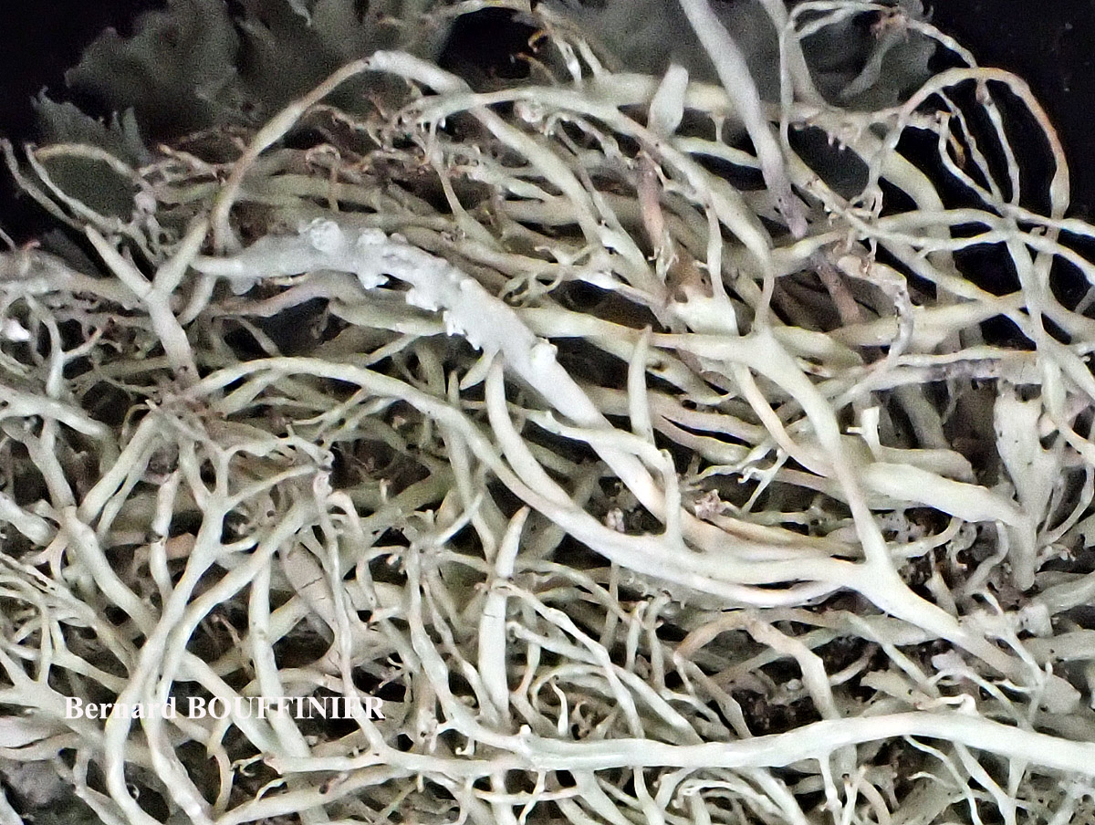 Ramalina implexa (Nyl.) Krog. forme saxicole.