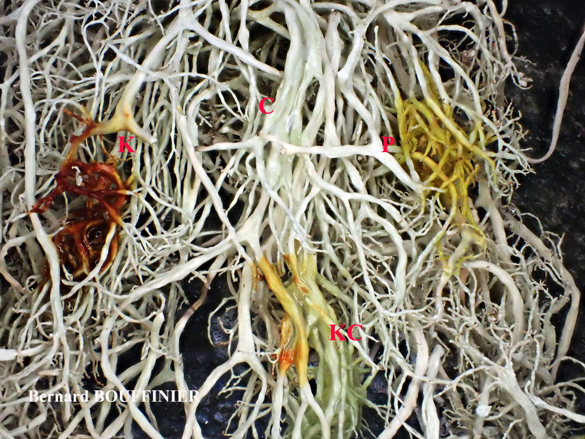 Ramalina implexa (Nyl.) Krog. forme saxicole.