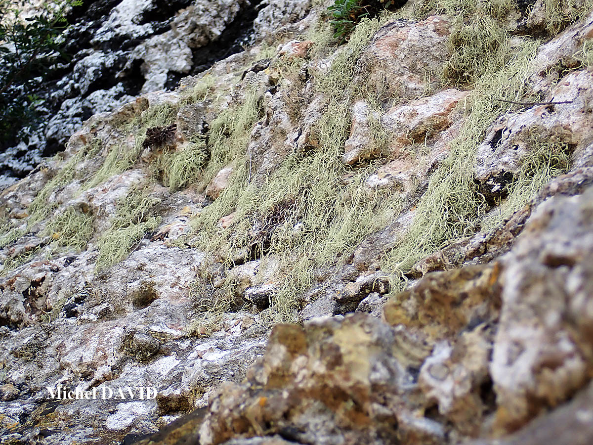 Ramalina implexa (Nyl.) Krog. forme saxicole.