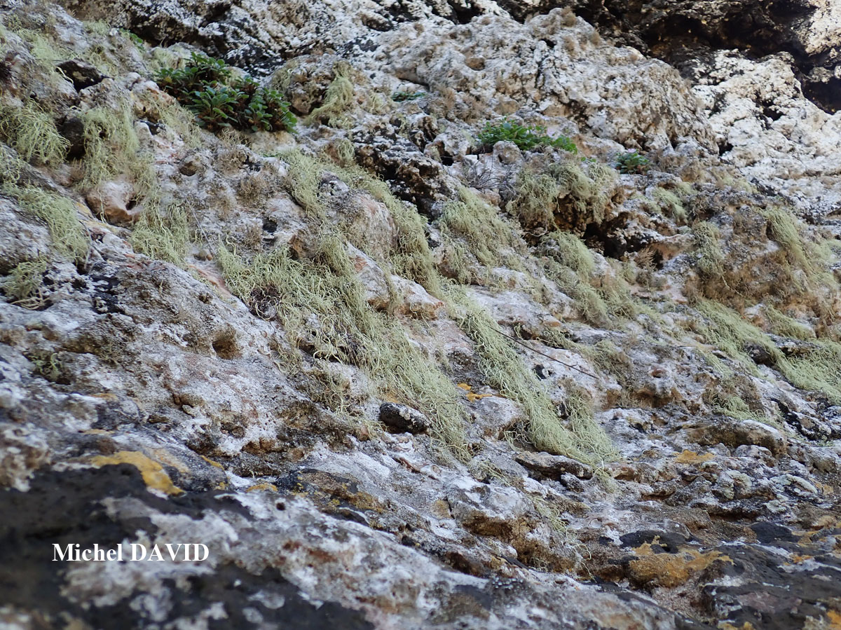 Ramalina implexa (Nyl.) Krog. forme saxicole.