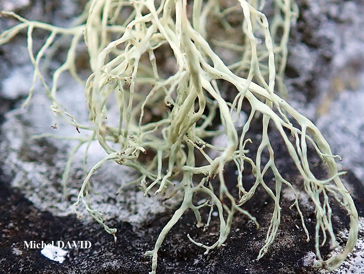 Ramalina implexa (Nyl.) Krog. forme saxicole.