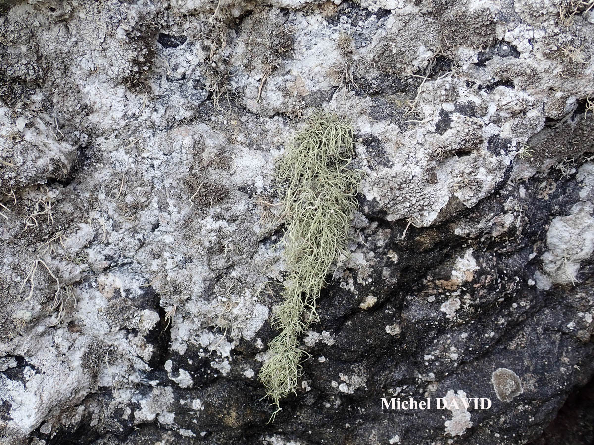 Ramalina implexa (Nyl.) Krog. forme saxicole.