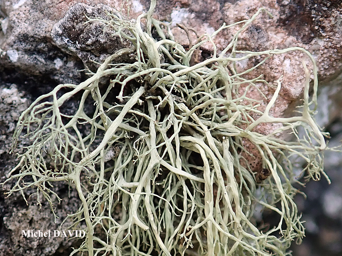 Ramalina implexa (Nyl.) Krog. forme saxicole.