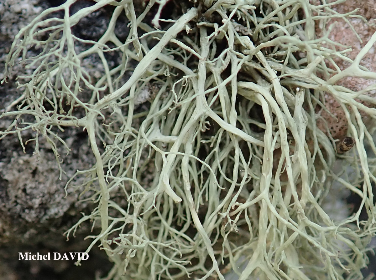 Ramalina implexa (Nyl.) Krog. forme saxicole.