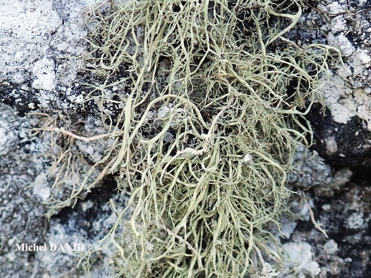 Ramalina implexa (Nyl.) Krog. forme saxicole.