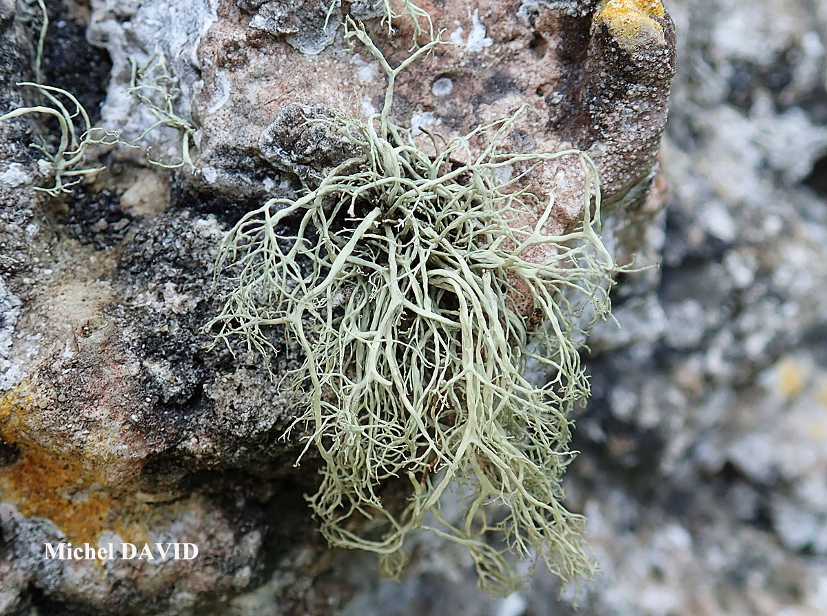 Ramalina implexa (Nyl.) Krog. forme saxicole.