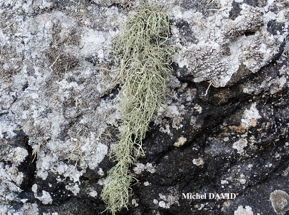 Ramalina implexa (Nyl.) Krog. forme saxicole.