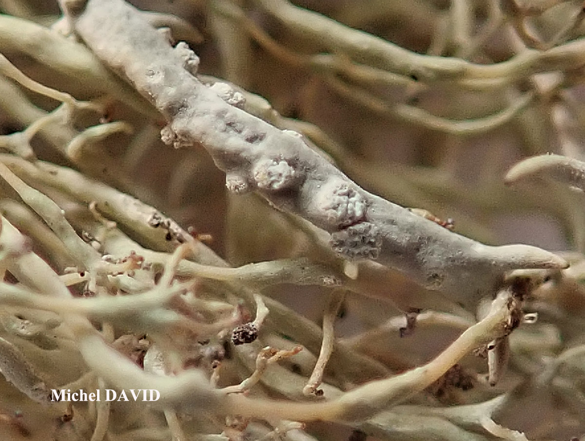 Ramalina implexa (Nyl.) Krog. forme saxicole.