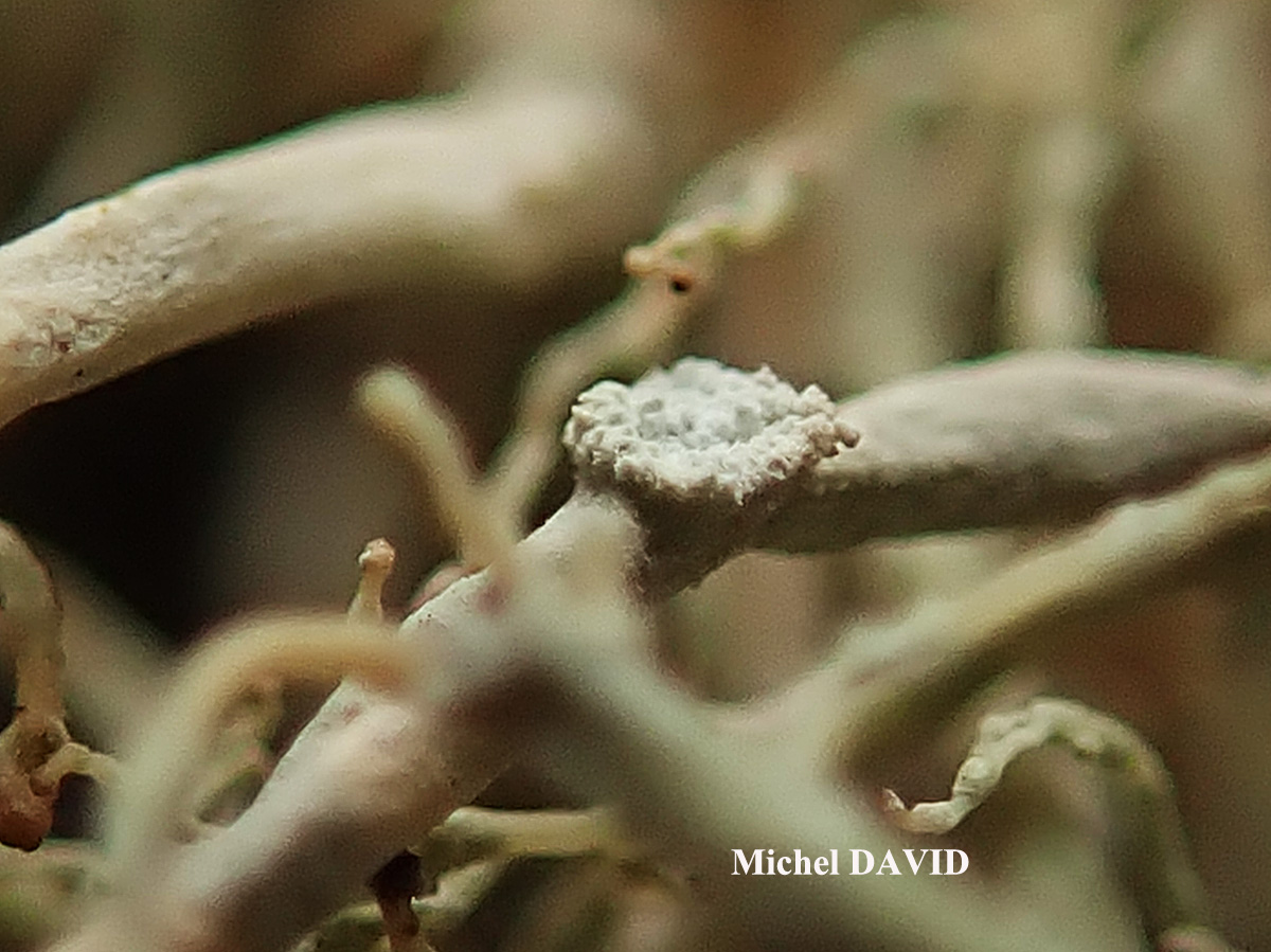 Ramalina implexa (Nyl.) Krog. forme saxicole.