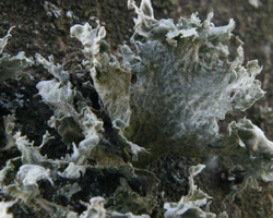 Ramalina lacera (With.) J. R. Laundon