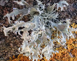 Ramalina lacera forme saxicole.