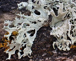 Ramalina lacera forme saxicole.