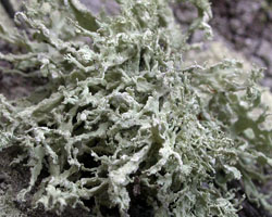 Ramalina pollinaria (Westr.) Ach.