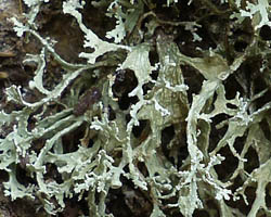 Ramalina requienii (De Not.) Jatta Taxon de Méditerranée