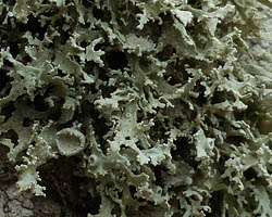 Ramalina requienii (De Not.) Jatta Taxon de Méditerranée