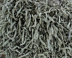Ramalina siliquosa Chem. zopfii
= Ramalina siliquosa var. zopfii (W.L. Culb., C.F Culb. & Anita Johnson) Clauzade & Cl. Roux