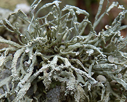 Ramalina siliquosa Chem. siliquosa = Chem. scopularum = Chem a 
 