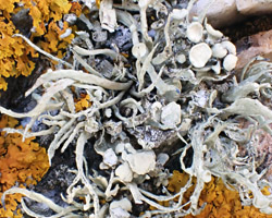 Ramalina siliquosa chem d = chem 0 sans acides lichéniques.