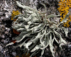Ramalina siliquosa (Huds.) A. L. Sm. agg.