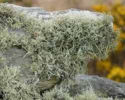 Ramalina siliquosa Chem. druidarum de l'intérieur des terres.
