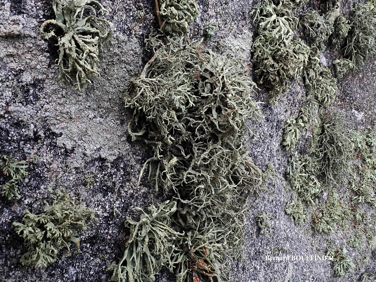 Ramalina siliquosa Chem. crassa = Chem. b.