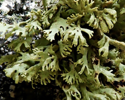 Ramalina siliquosa Chem. crassa forme à rameaux palmés.