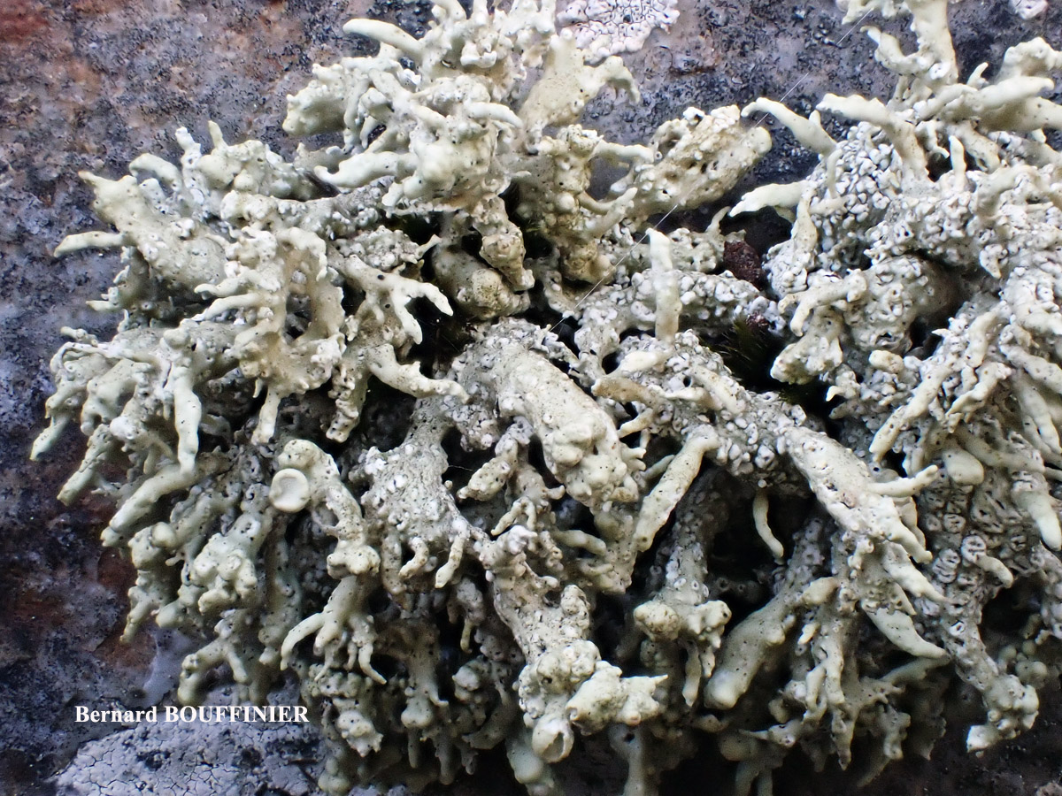 Ramalina siliquosa Chem. crassa forme des parois rocheuses verticales.