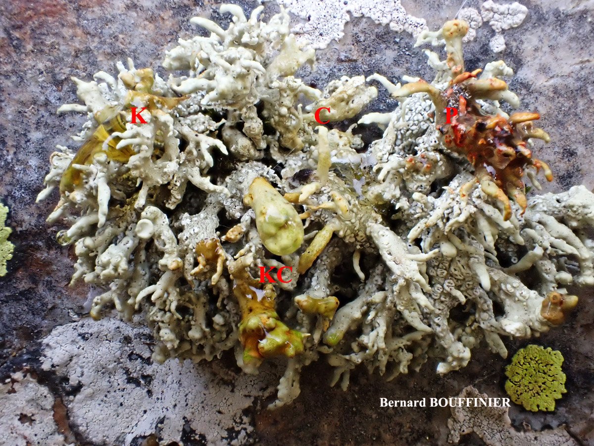 Ramalina siliquosa Chem. crassa forme des parois rocheuses verticales.
