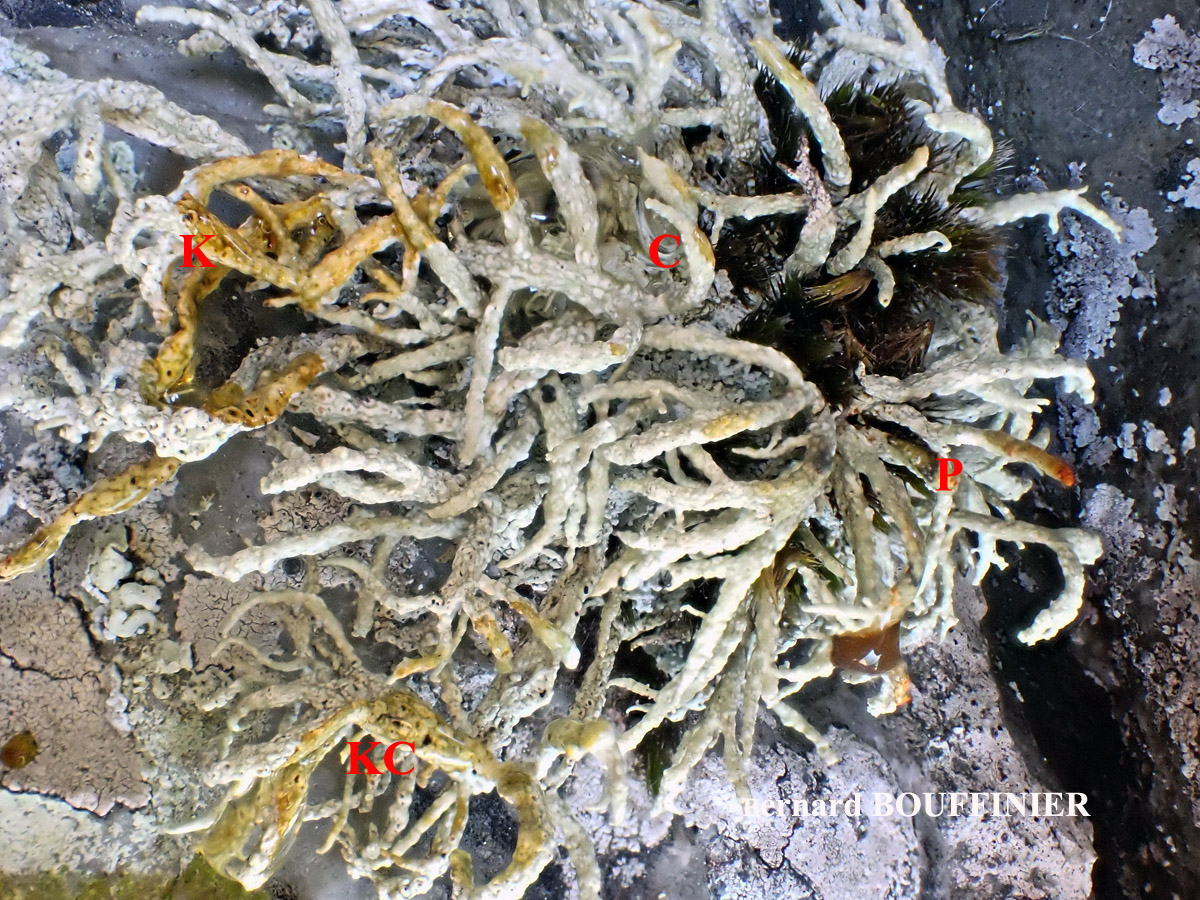 Ramalina siliquosa Chem. crassa forme des parois rocheuses verticales.