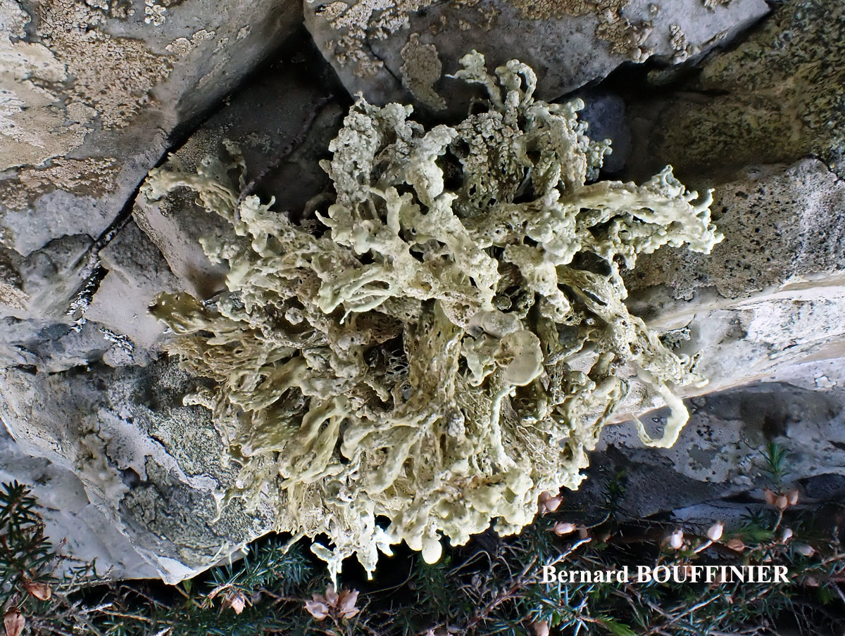 Ramalina siliquosa Chem. crassa forme des parois rocheuses verticales.