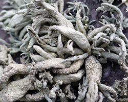 Ramalina siliquosa Chem. crassa forme des parois rocheuses verticales.