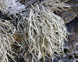 Ramalina subfarinacea (Nyl.) Nyl.