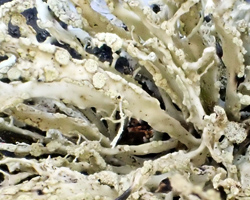 Ramalina subfarinacea Cf. Chem K+ rouge P+ orange