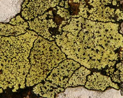 Rhizocarpon geographicum (L.) DC. s.l.