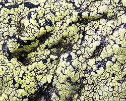 Rhizocarpon geographicum (L.) DC. subsp. geographicum
