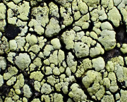 Rhizocarpon geographicum subsp. prospectans (Räs.) Hawksw. & Sowter Cf.
