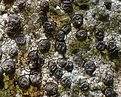 Rhizocarpon lavatum (Fr.) Hazsl.