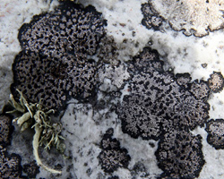 Rhizocarpon richardii (Lamy ex Nyl.) Zahlbr.